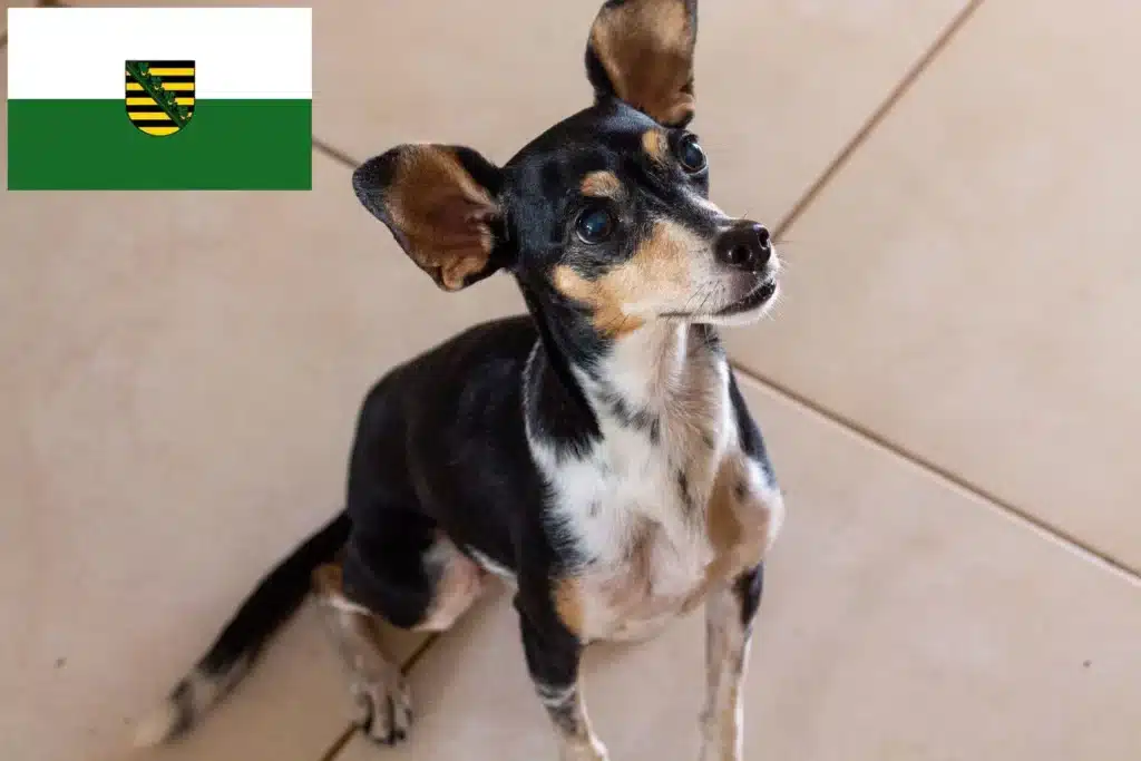 Brasilianischer Terrier Züchter mit Welpen Sachsen