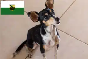 Read more about the article Brasilianischer Terrier Züchter und Welpen in Sachsen