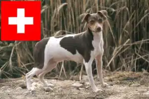 Read more about the article Brasilianischer Terrier Züchter und Welpen in der Schweiz
