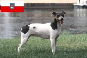 Read more about the article Brasilianischer Terrier Züchter und Welpen in Thüringen