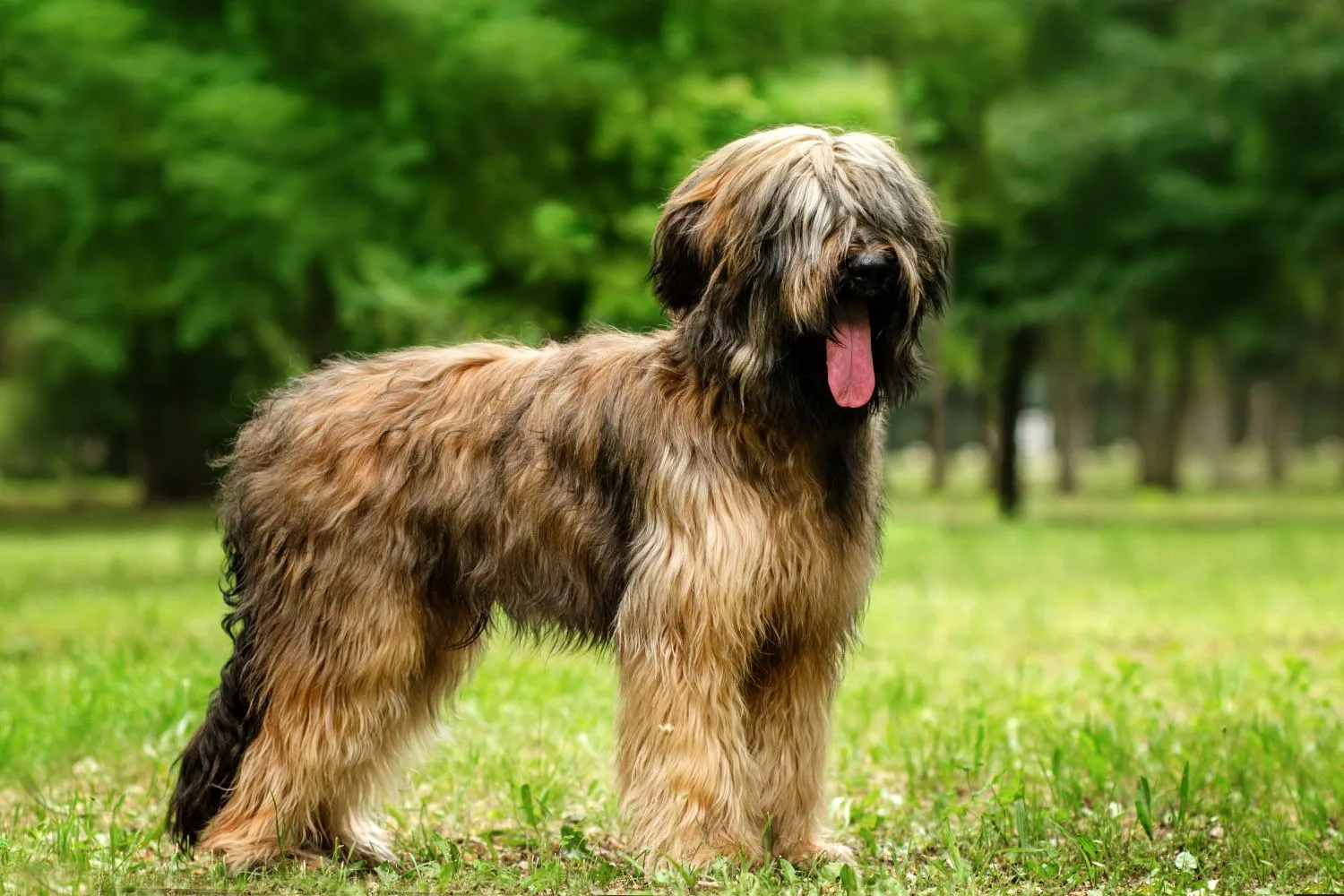 Briard Züchter mit Welpen Schweiz