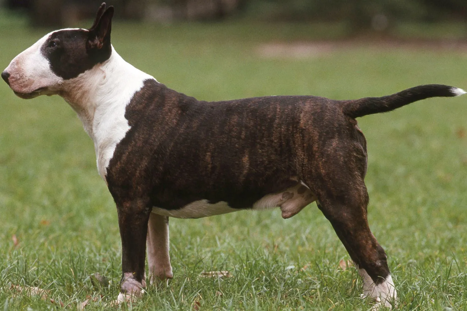 Bull Terrier Züchter mit Welpen Brandenburg