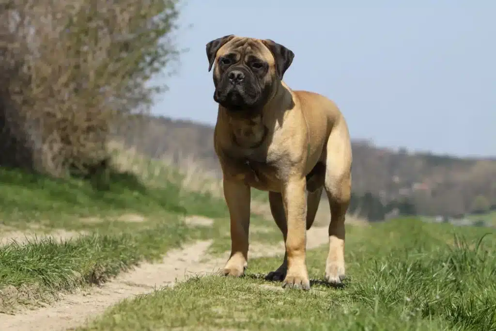 Bullmastiff Züchter mit Welpen Rheinland-Pfalz