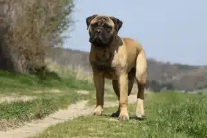 Read more about the article Bullmastiff Züchter