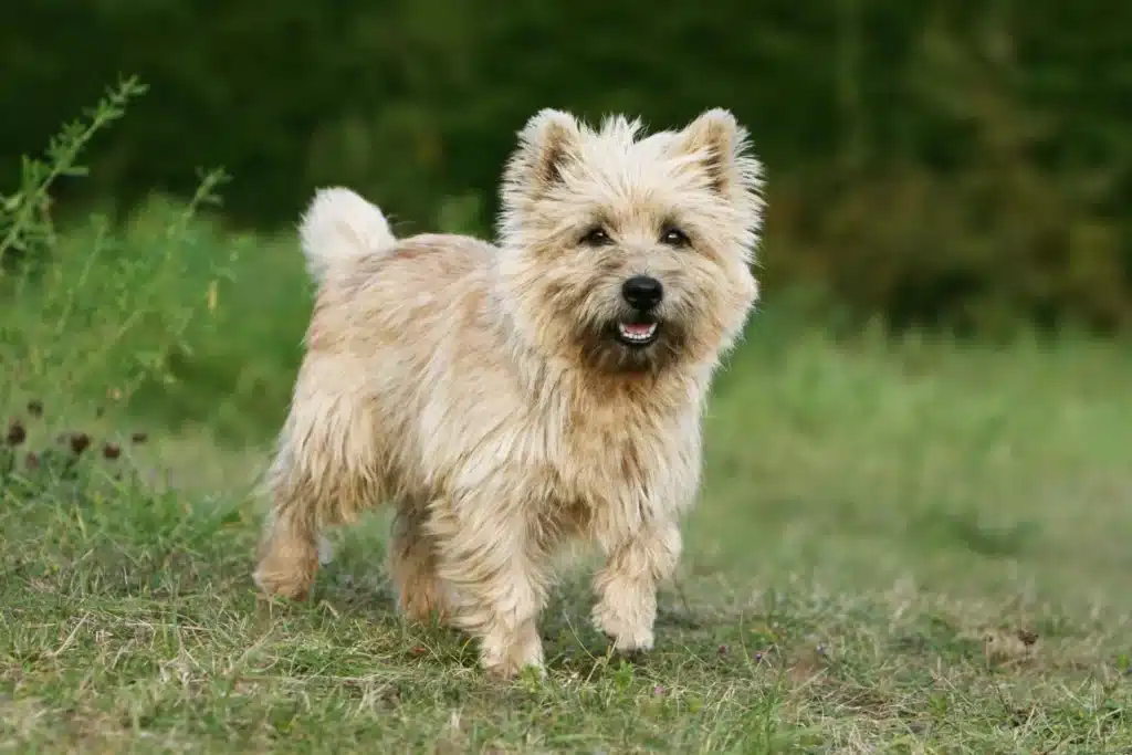 Cairn Terrier Züchter mit Welpen Berlin