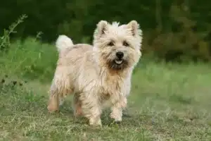 Read more about the article Cairn Terrier Züchter