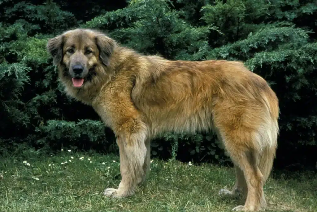 Cão Da Serra Da Estrela Züchter mit Welpen Niedersachsen