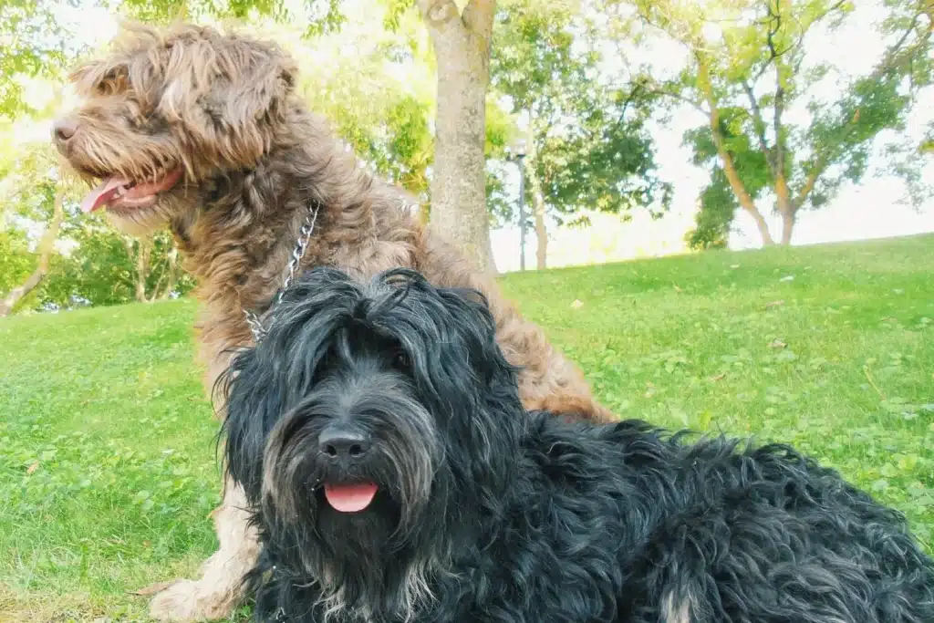 Cão da Serra de Aires Züchter mit Welpen Bayern