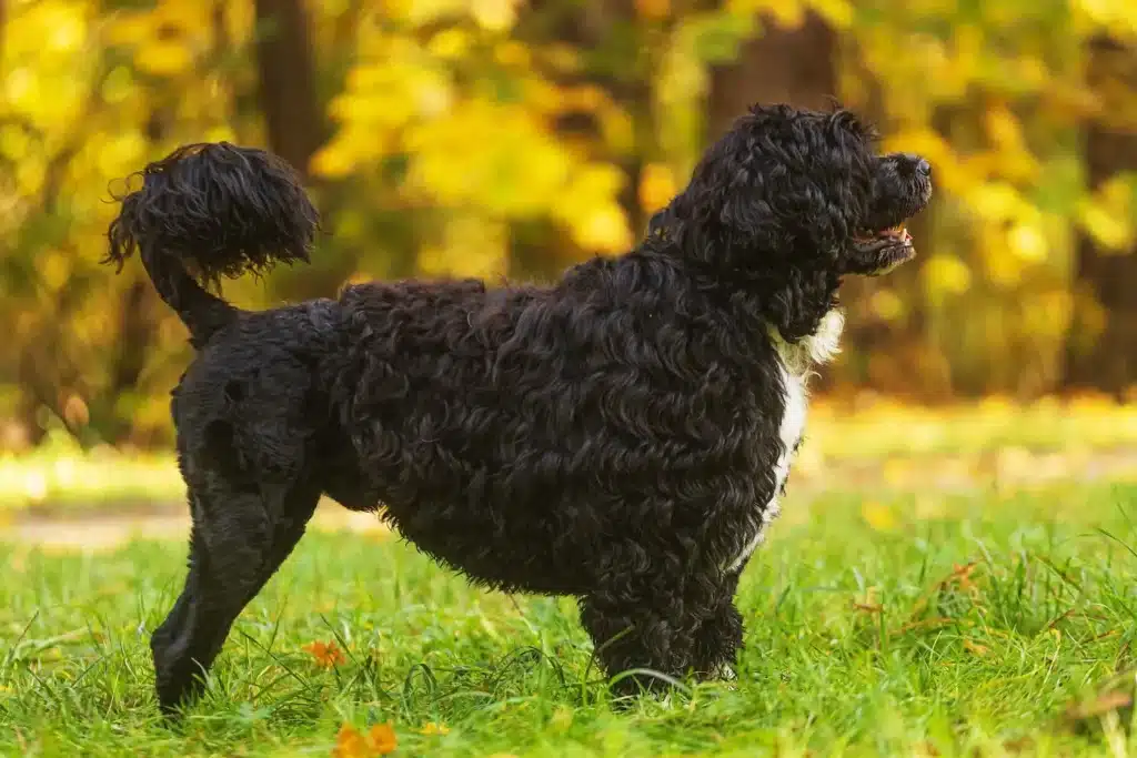 Cão de Agua português Züchter mit Welpen Bayern