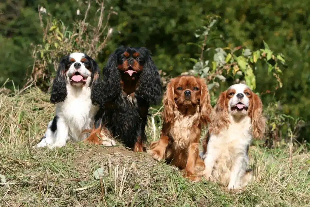 Cavalier King Charles Spaniel Züchter mit Welpen Mecklenburg-Vorpommern