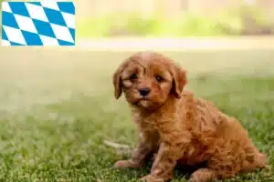 Read more about the article Cavoodle Züchter und Welpen in Bayern