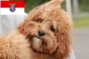 Read more about the article Cavoodle Züchter und Welpen in Hessen