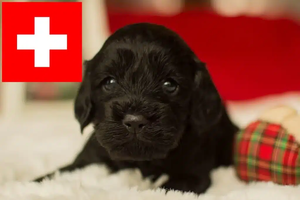 Cavoodle Züchter mit Welpen Schweiz