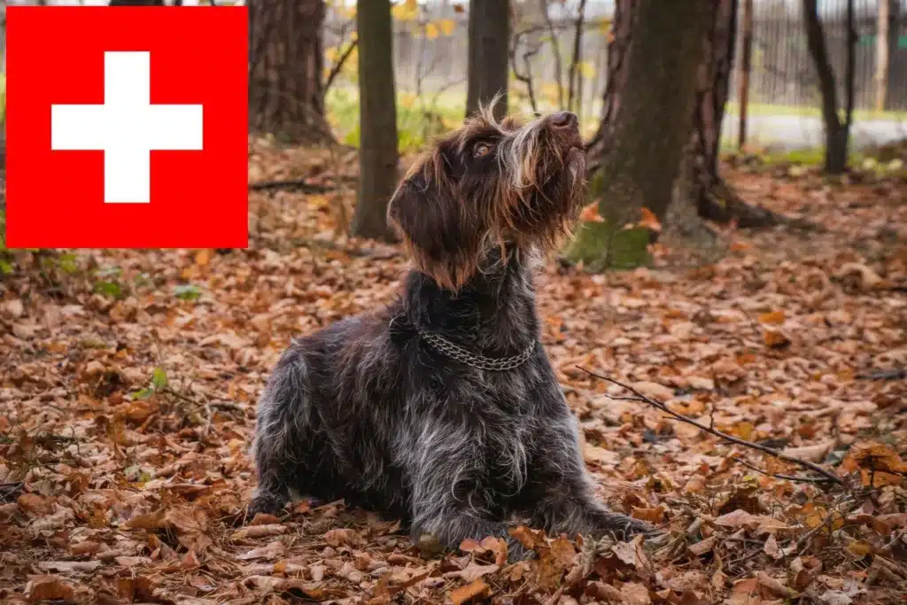 Český fousek Züchter mit Welpen Schweiz