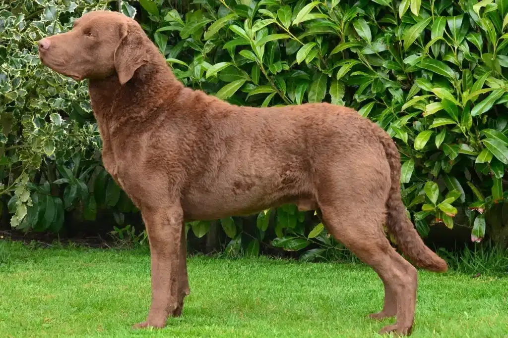 Chesapeake Bay Retriever Züchter mit Welpen Schleswig-Holstein