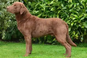 Read more about the article Chesapeake Bay Retriever Züchter