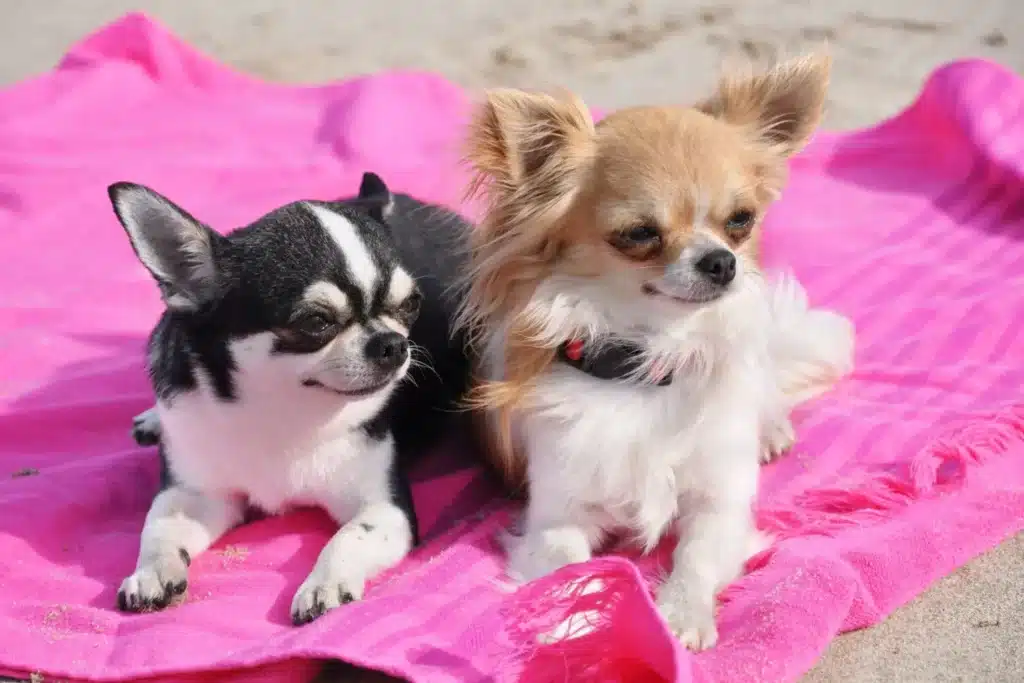 Chihuahua Züchter mit Welpen Schweiz