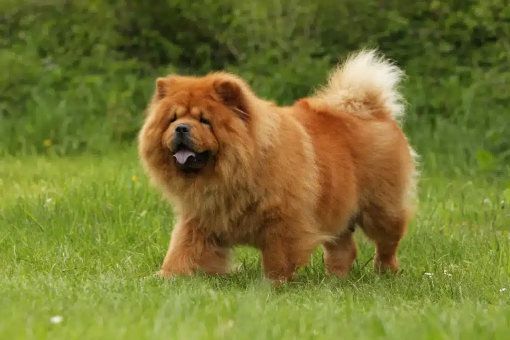 Chow-Chow Züchter mit Welpen Saarland