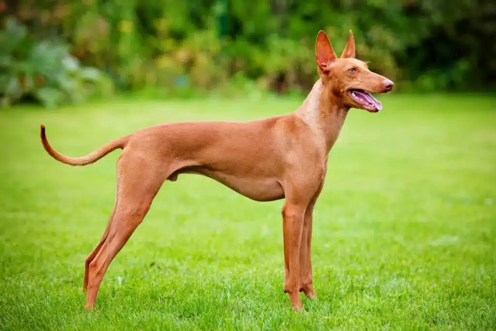 Cirneco dell´ Etna Züchter mit Welpen Berlin