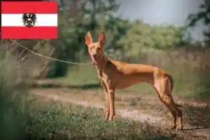 Mehr über den Artikel erfahren Cirneco dell´ Etna Züchter und Welpen in Österreich