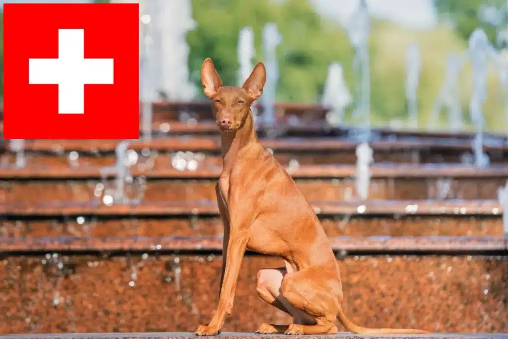 Cirneco dell´ Etna Züchter mit Welpen Schweiz