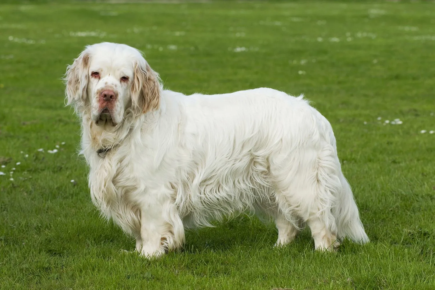 Read more about the article Clumber Spaniel Züchter