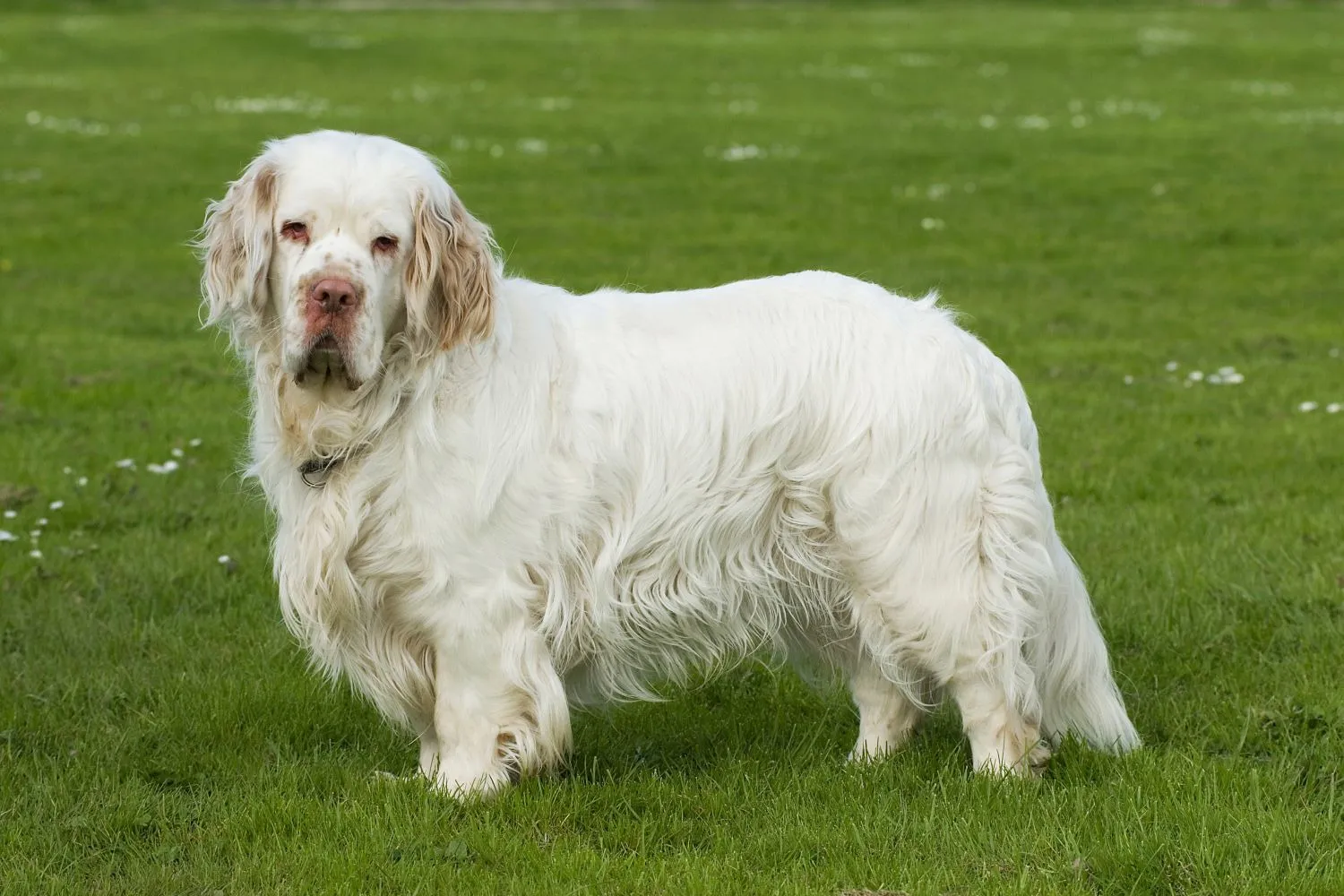 Clumber Spaniel Züchter mit Welpen Thüringen