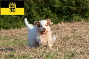 Read more about the article Clumber Spaniel Züchter und Welpen in Baden-Württemberg