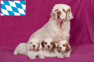 Read more about the article Clumber Spaniel Züchter und Welpen in Bayern