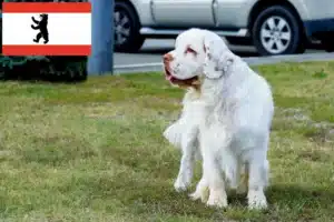 Read more about the article Clumber Spaniel Züchter und Welpen in Berlin