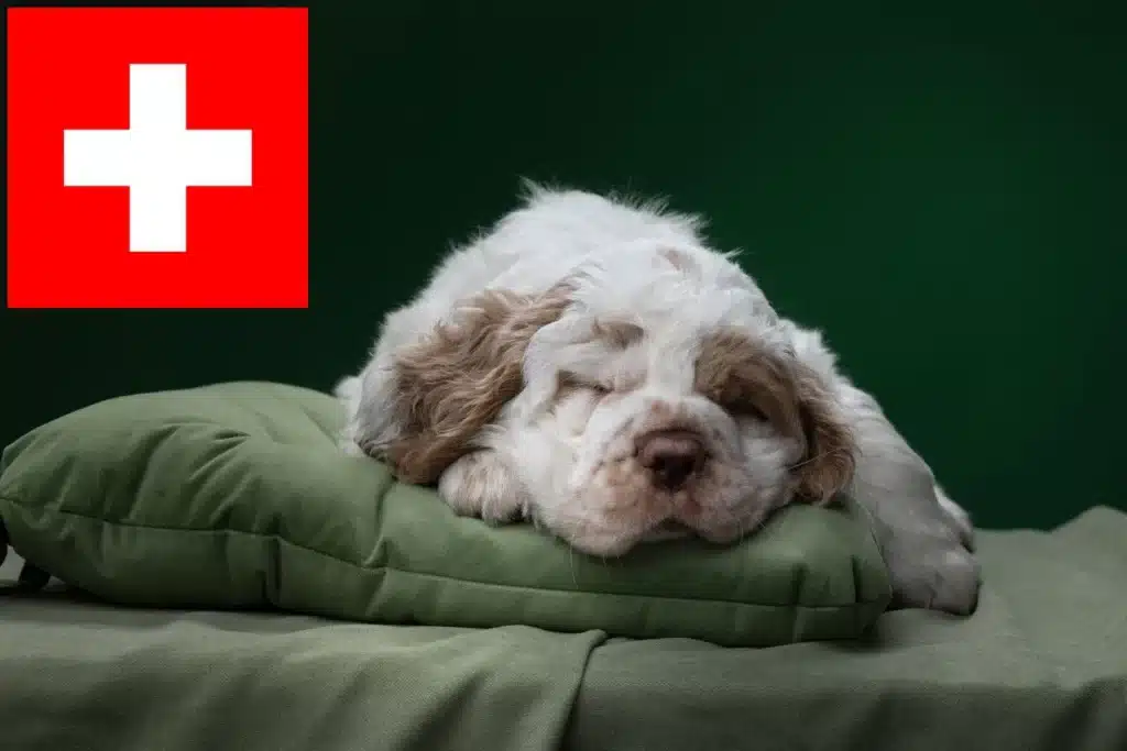 Clumber Spaniel Züchter mit Welpen Schweiz