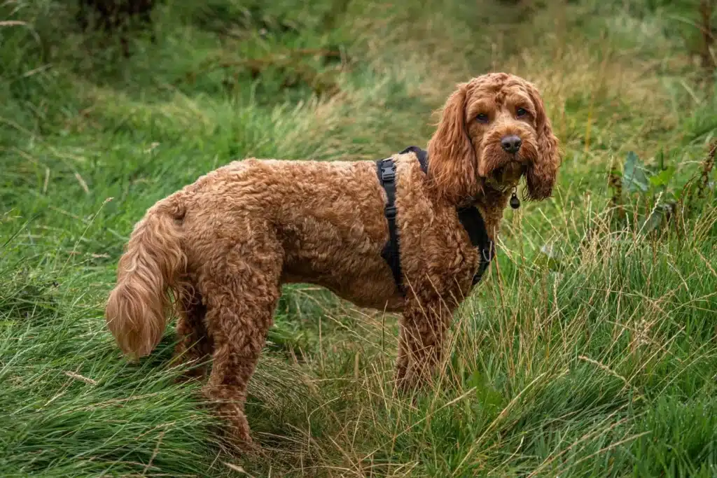 Cockapoo Züchter mit Welpen Schleswig-Holstein