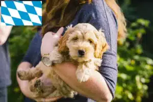 Read more about the article Cockapoo Züchter und Welpen in Bayern
