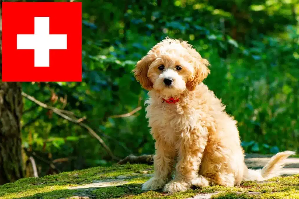 Cockapoo Züchter mit Welpen Schweiz