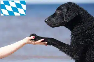 Read more about the article Curly Coated Retriever Züchter und Welpen in Bayern