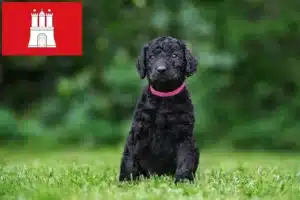 Read more about the article Curly Coated Retriever Züchter und Welpen in Hamburg