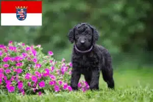 Read more about the article Curly Coated Retriever Züchter und Welpen in Hessen
