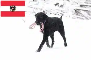 Read more about the article Curly Coated Retriever Züchter und Welpen in Österreich
