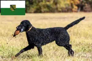 Read more about the article Curly Coated Retriever Züchter und Welpen in Sachsen