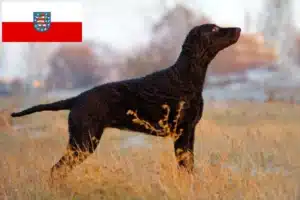 Read more about the article Curly Coated Retriever Züchter und Welpen in Thüringen