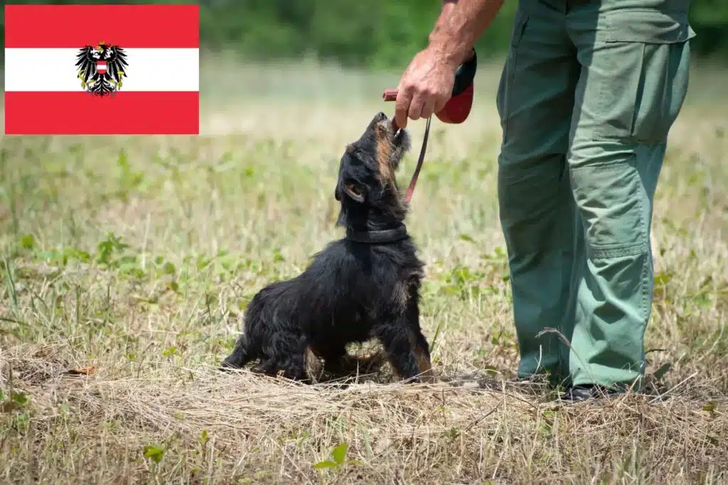 Deutscher Jagdterrier Züchter mit Welpen Österreich