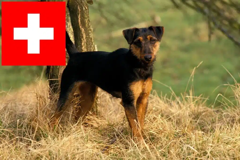 Deutscher Jagdterrier Züchter mit Welpen Schweiz