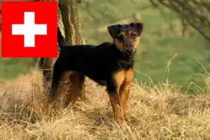 Mehr über den Artikel erfahren Deutscher Jagdterrier Züchter und Welpen in der Schweiz