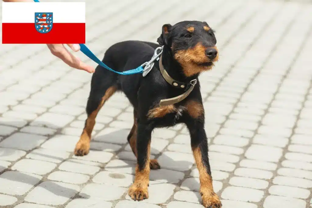 Deutscher Jagdterrier Züchter mit Welpen Thüringen