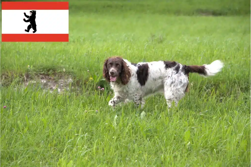 Deutscher Wachtelhund Züchter mit Welpen Berlin