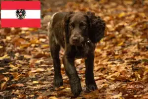 Mehr über den Artikel erfahren Deutscher Wachtelhund Züchter und Welpen in Österreich