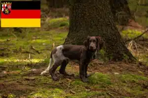 Read more about the article Deutscher Wachtelhund Züchter und Welpen in Rheinland-Pfalz