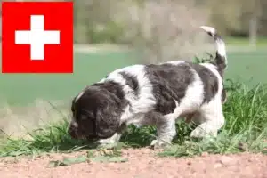 Mehr über den Artikel erfahren Deutscher Wachtelhund Züchter und Welpen in der Schweiz