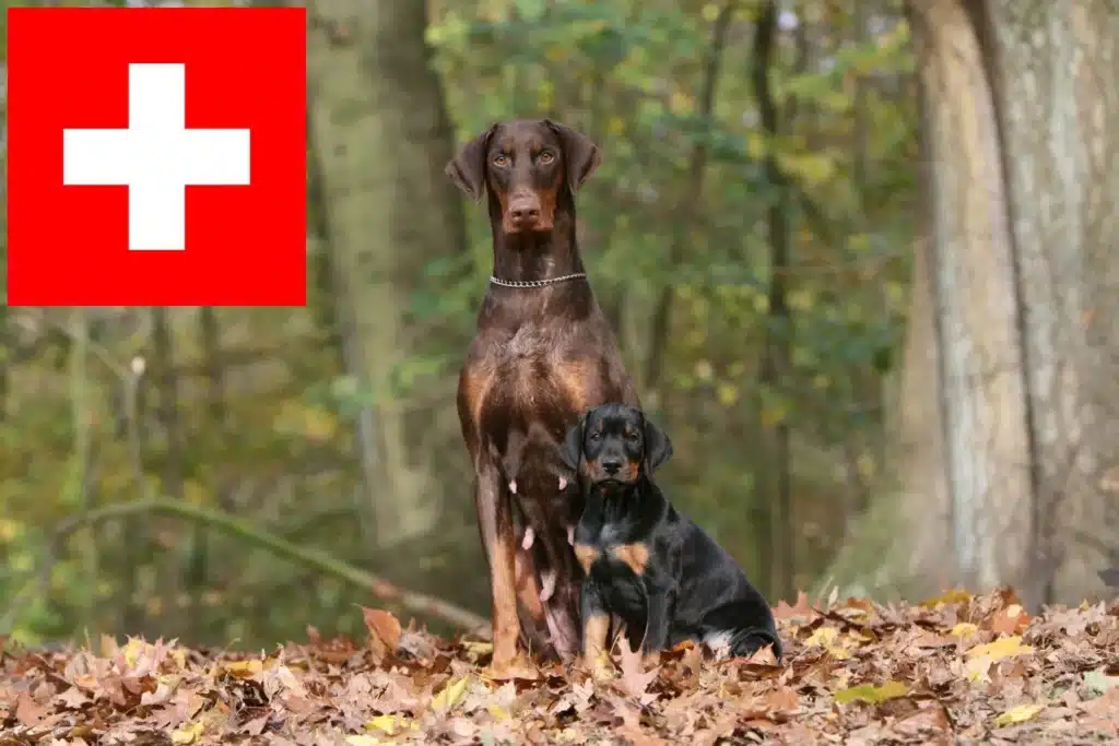 Dobermann Züchter mit Welpen Schweiz