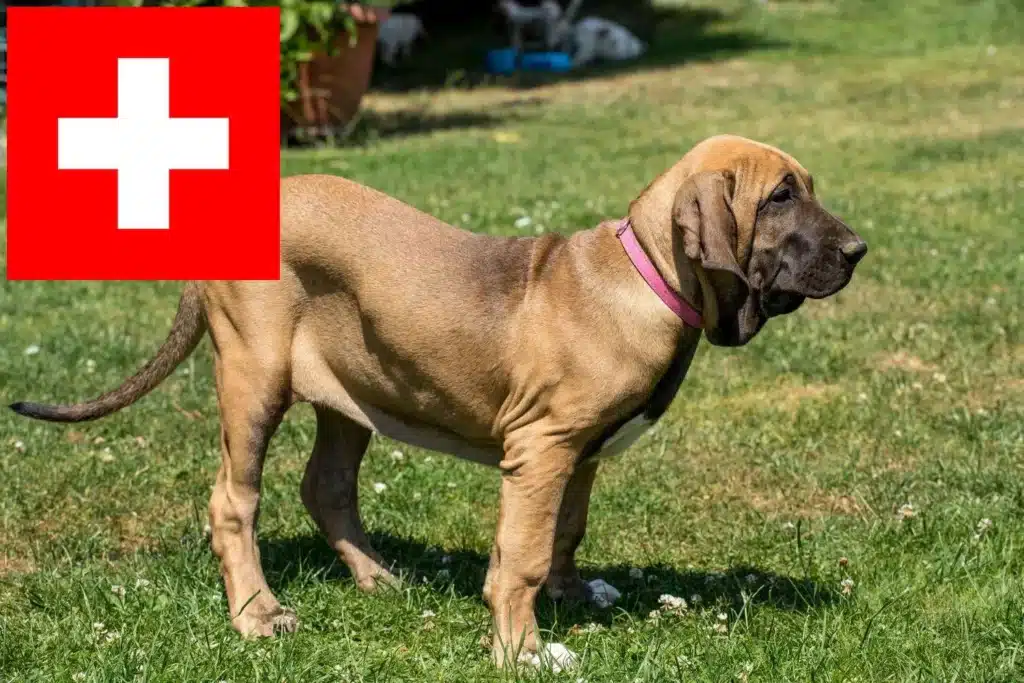 Fila Brasileiro Züchter mit Welpen Schweiz